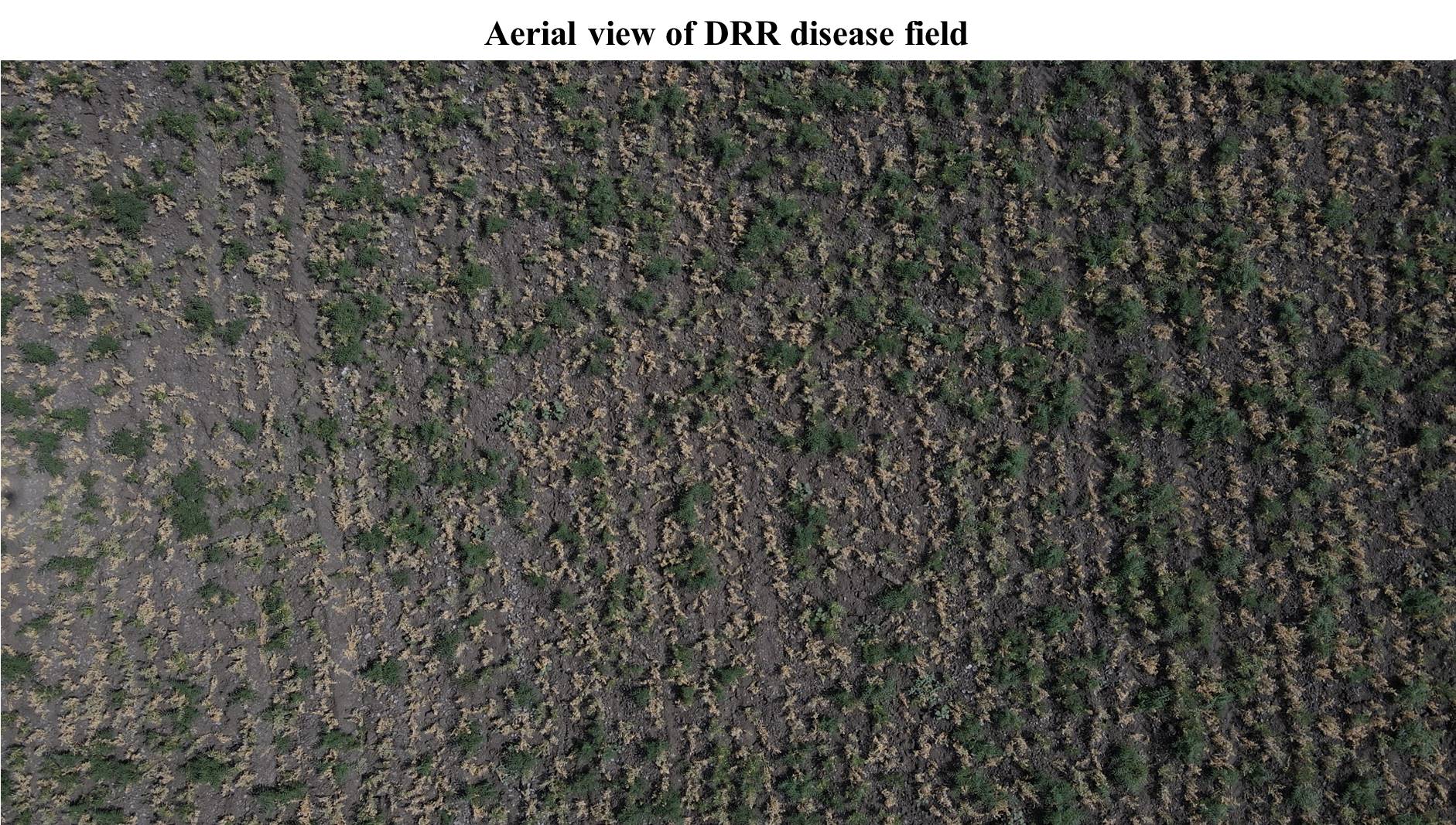 Aerial view of DRR disease field