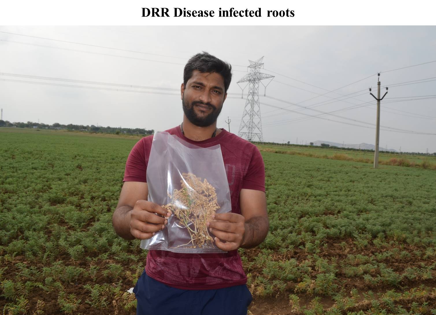 DRR Disease infected roots